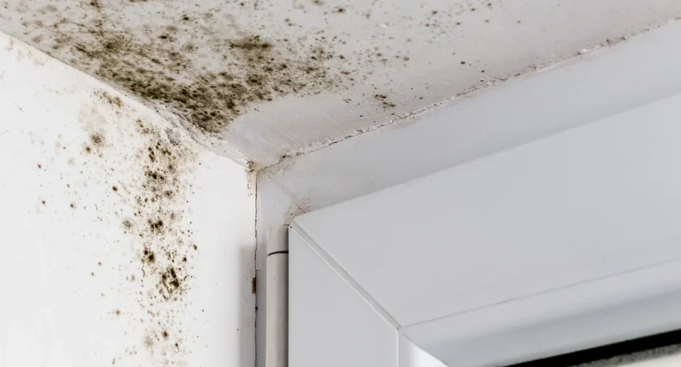 Could Your Strange Symptoms Be Related to Black Mold?