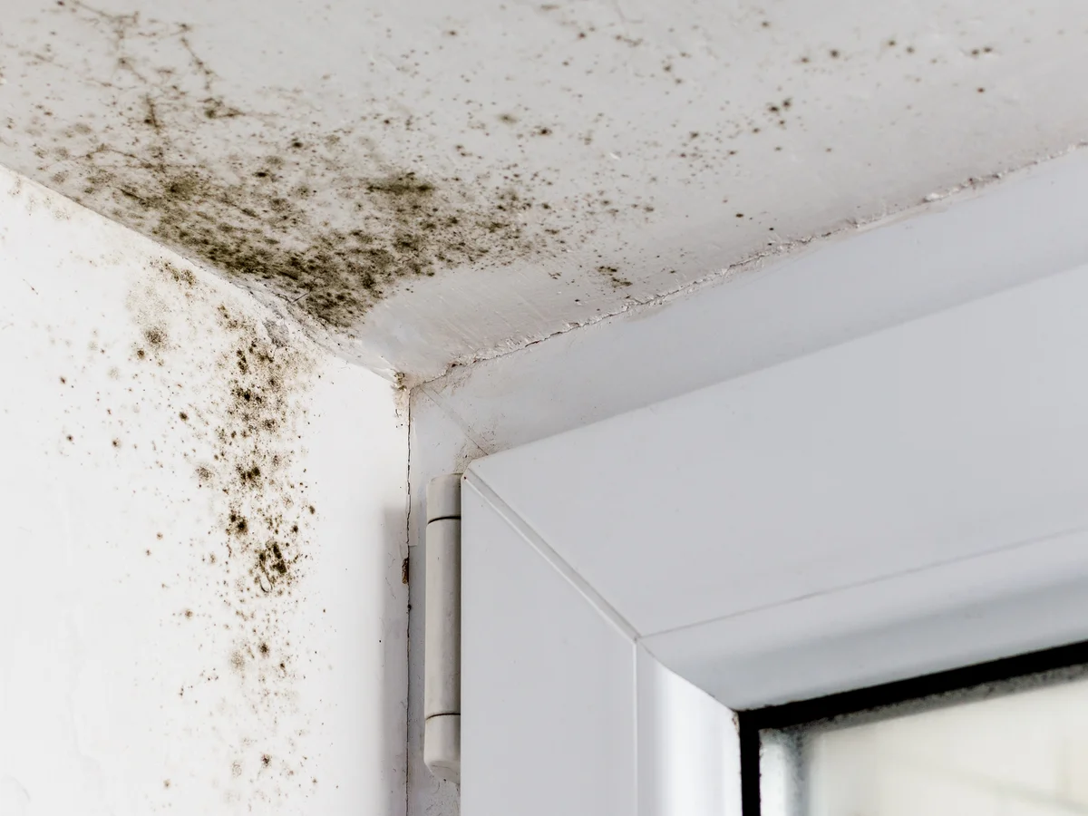 Could Your Strange Symptoms Be Related to Black Mold?